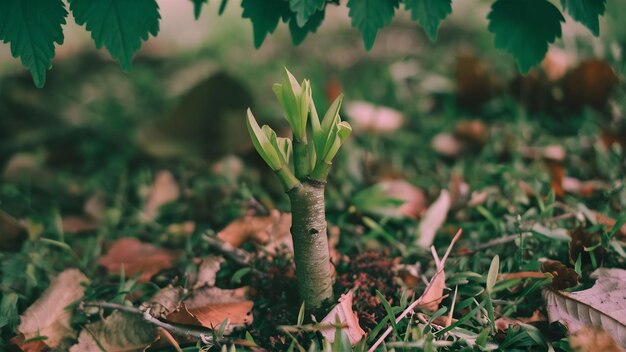 Une photo rapprochée du jeune arbre de la plante qui pousse