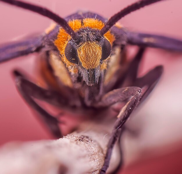 Une photo rapprochée du papillon d'Amata bicincta