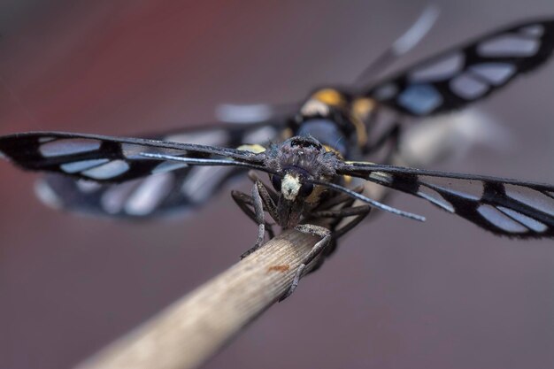 Photo une photo rapprochée du papillon d'amata bicincta