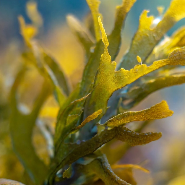 Photo rapprochée d'une feuille d'algue sous l'eau