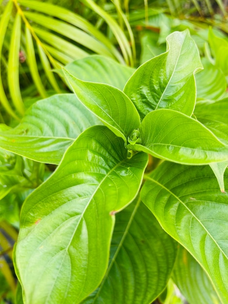 Une photo rapprochée de feuilles vertes tropicales