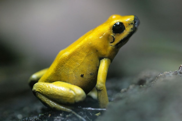 Une photo rapprochée de la grenouille toxique dorée (Phyllobates terribilis)