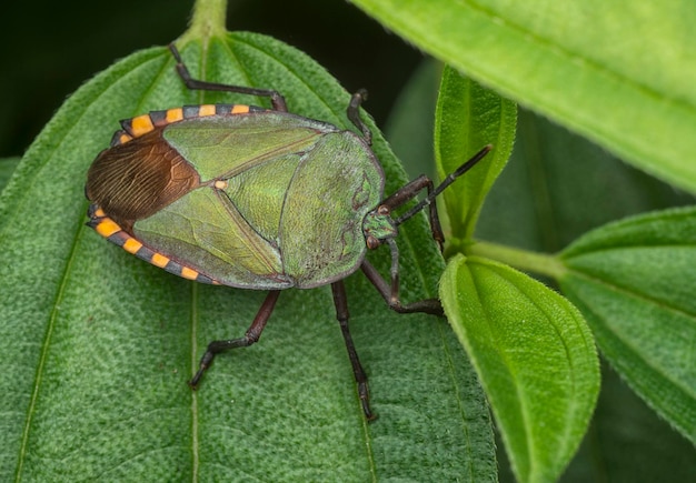 Une photo rapprochée de l'insecte pycanum rubens