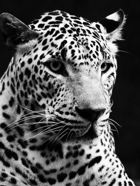 Une photo rapprochée d'un léopard noir et blanc