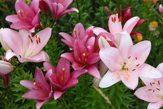 une photo rapprochée d'un lit de lys de couleur rose clair et foncé