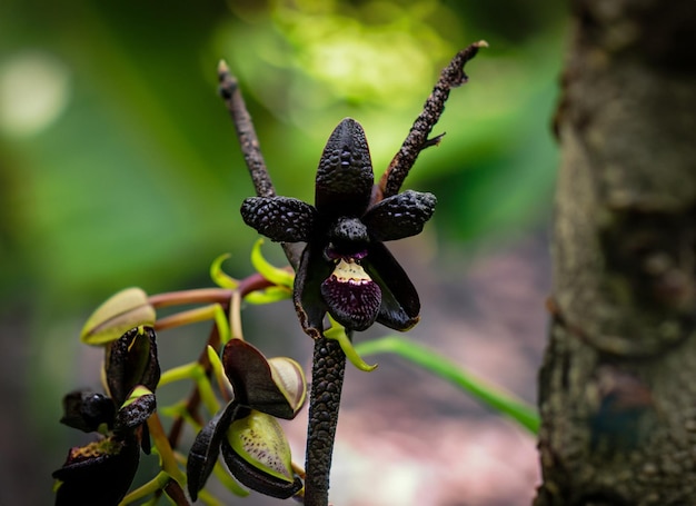 Photo photo rapprochée d'une petite orchidée de la forêt noire