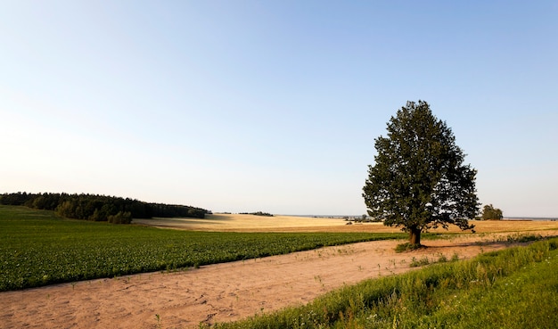 Photo réalisée à la ferme agricole pour la production de produits agricoles