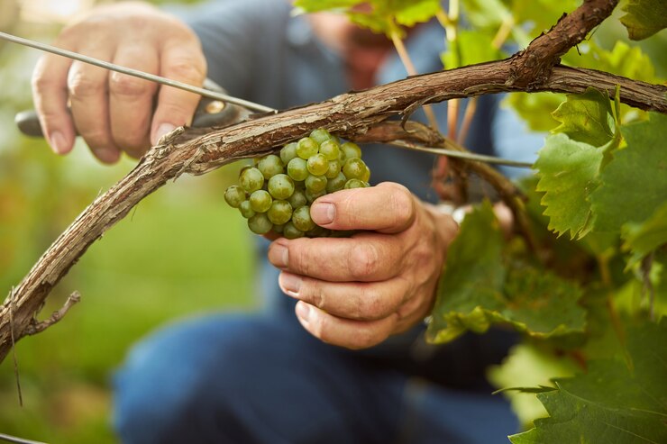 Photo photo recadrée d'un homme qui travaille dur utilisant un sécateur pour couper les raisins de la vigne