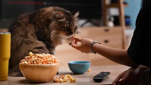 Photo recadrée jeune femme assise sur un canapé avec son chat et regardant la télévision dans le salon