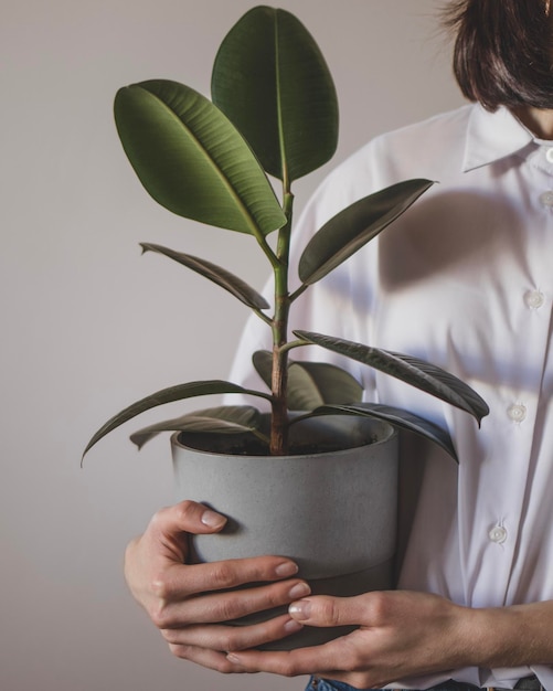 Photo recadrée d'une jeune femme tenant un pot de ficus