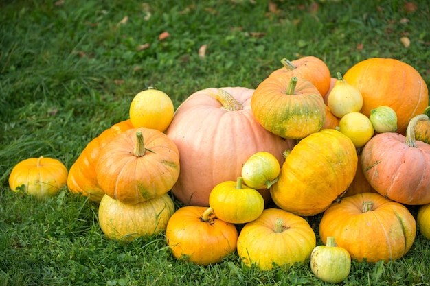 Photo de récolte de citrouilles sur l'herbe verte