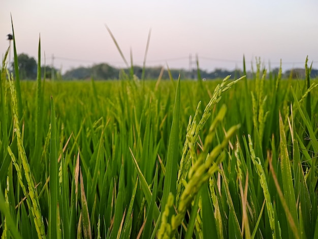 La photo représente des rizières vertes fraîches Les rizières sont d'un vert luxuriant avec quelques taches jaunes et brunes La photo a été prise tôt le matin
