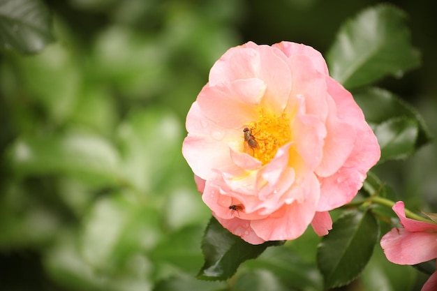 Photo d'une rose sur fond vert