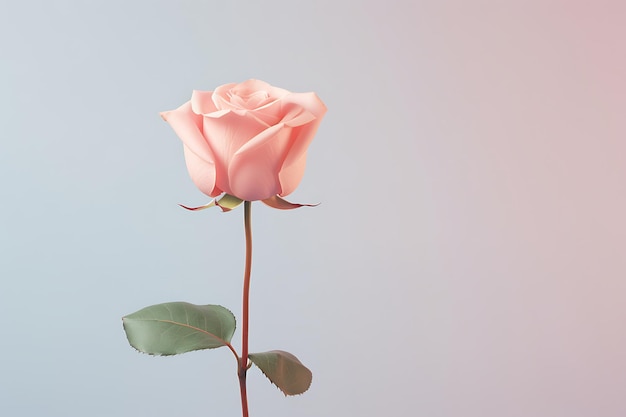 Photo rose minimaliste sublime simplicité