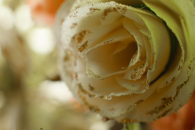 Photo d'une rose pour la décoration ou le bouquet, la carte postale ou l'arrière-plan