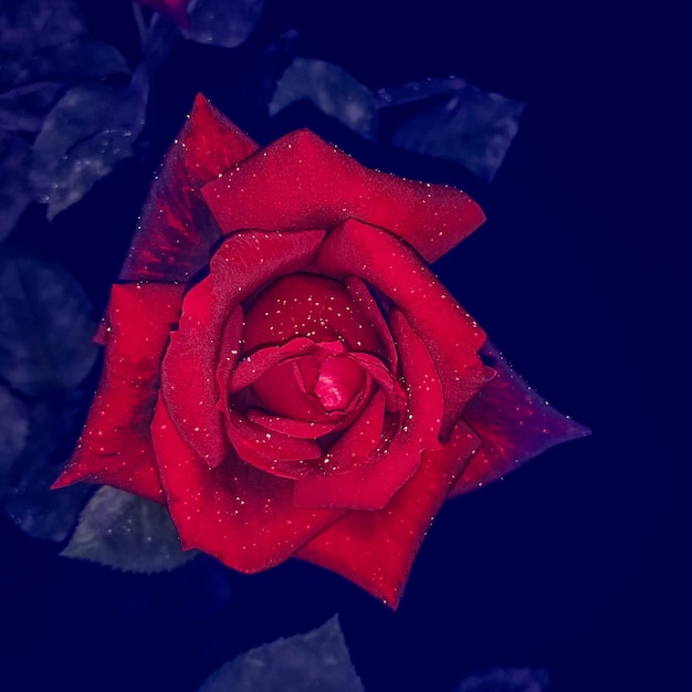 Sur la photo, une rose rouge avec des gouttelettes scintillantes après la pluie.