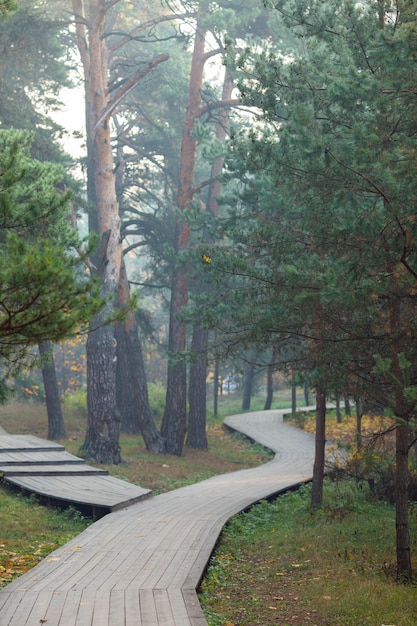 Photo de route en bois, arbres le jour d'été.