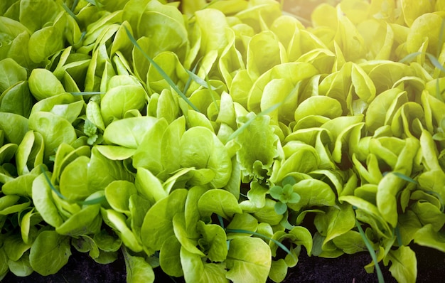 Photo de salade verte fraîche au jour ensoleillé