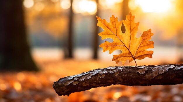 Photo une photo sélective d'une feuille de chêne éclairée par le soleil