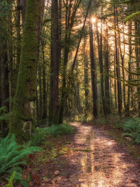 Photo photo d'un sentier dans une forêt