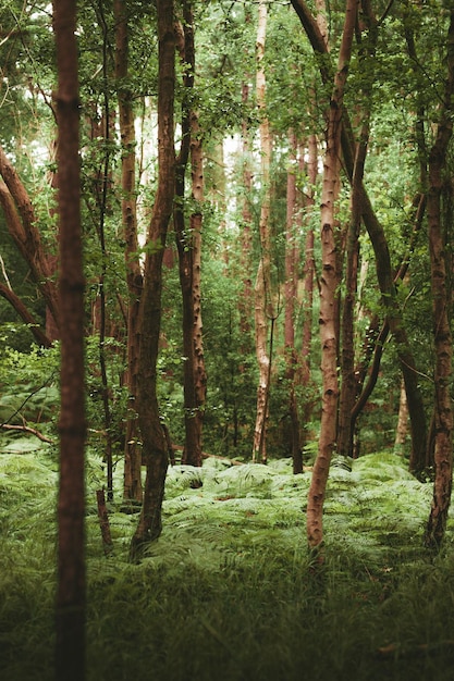 Photo un sentier étroit à travers une forêt boisée dense d'arbres