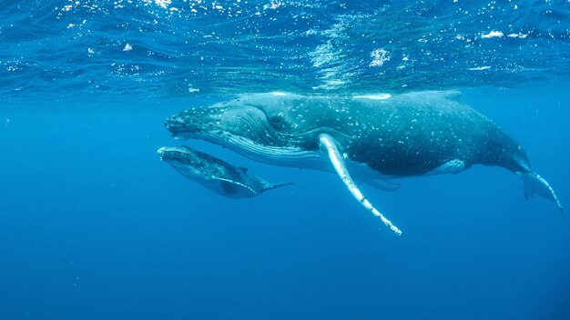 Photo sous-marine de baleines à bosse nageant dans l'océan Pacifique
