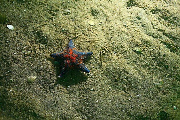 photo sous-marine étoile de mer