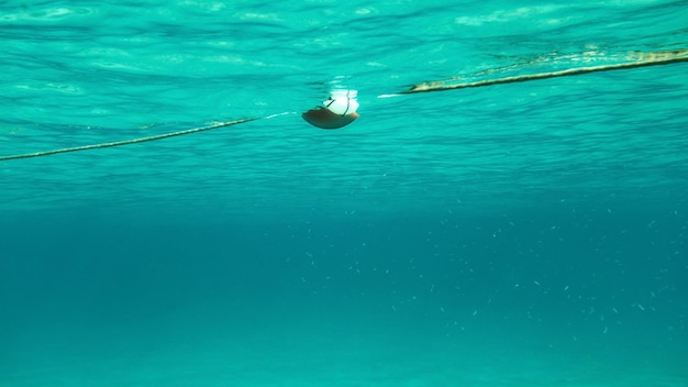 Photo sous-marine - nage vers corde avec bouée de mer, banc de petits poissons sur la droite. Fond marin abstrait.