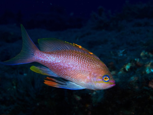 Photo sous-marine de poissons anthias dans la mer Méditerranée