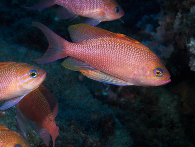 Photo sous-marine de poissons anthias dans la mer Méditerranée