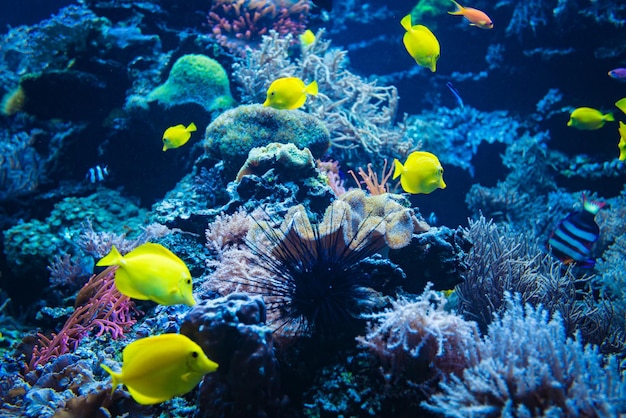 Photo sous-marine des récifs coralliens et des poissons Scène du monde sous-marin