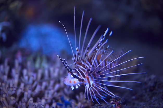 photo sous-marine de scorpion / vue sous-marine du paysage, beau poisson venimeux