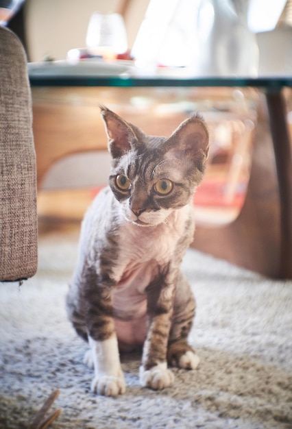 Photo d'un sphinx canadien dans une maison cosy