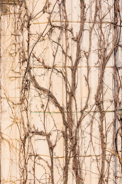 Une photo de stock rustique et texturée présentant un mur de vignes sèches avec des motifs complexes et terreux