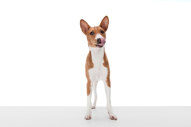 Photo de Studio de chien Basenji isolé sur blanc studio