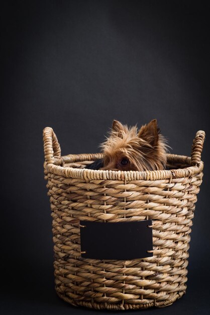 Photo une photo en studio d'un chien poilu se cachant dans un panier.