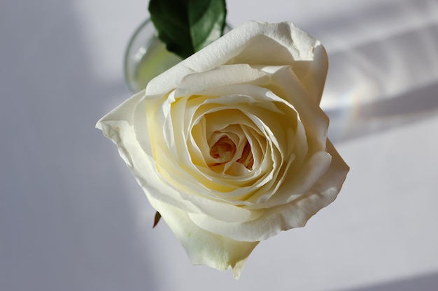 Photo de studio en haut à l'avant d'une rose blanche isolée en verre sur un fond gris doux