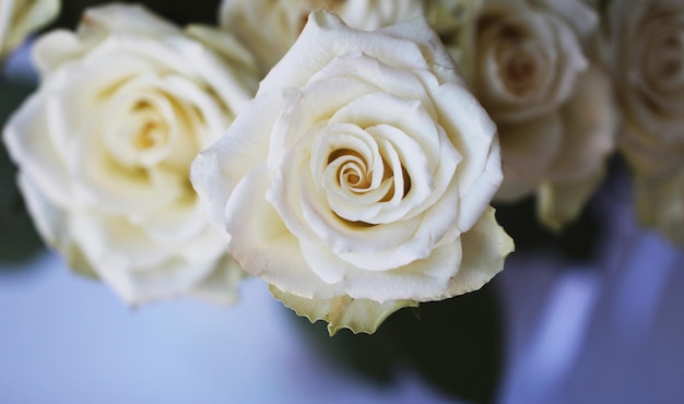 photo de studio en haut à l'avant d'une rose blanche avec mise au point sélective dans un bouquet sur un fond gris doux