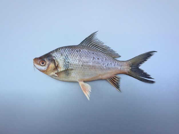 Une photo de studio d'un poisson en gros plan