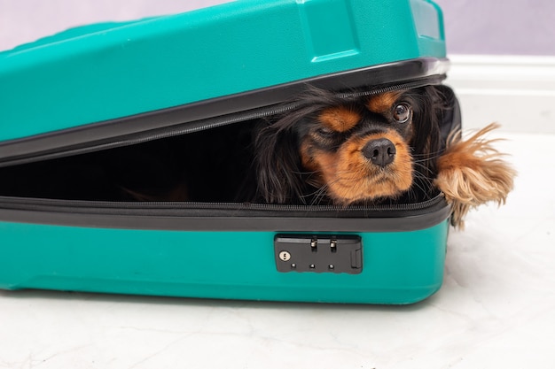 Photo de style de vie humoristique d'un petit chien cavalier king charles spaniel vilain regardant de l'intérieur de la valise.