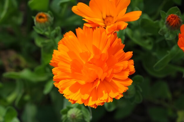 Photo supérieure avant des fleurs de calendula en gros plan sur le jardin