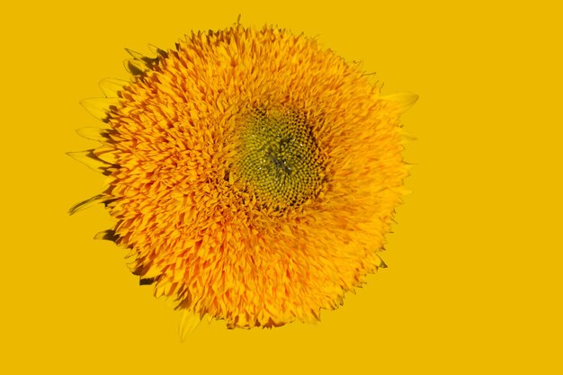 Photo supérieure avant d'un tournesol décoratif isolé sur fond jaune