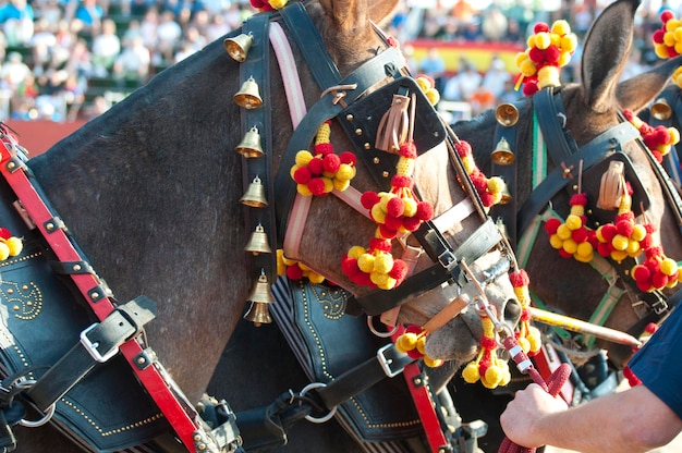 Photo de taureau de combat d'Espagne. Taureau noir