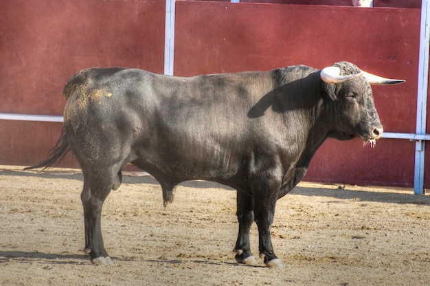 Photo de taureau de combat d'Espagne. Taureau noir