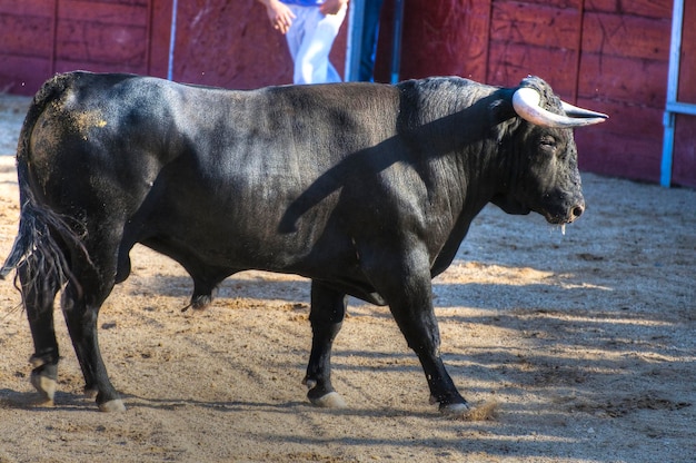 Photo de taureau de combat d'Espagne. Taureau noir