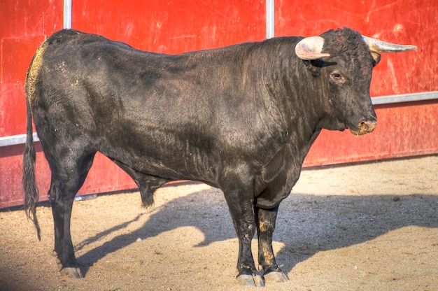 Photo de taureau de combat d'Espagne. Taureau noir