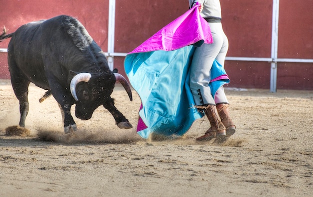 Photo de taureau de combat d'Espagne. Taureau noir