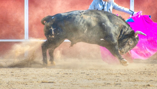 Photo de taureau de combat d'Espagne. Taureau noir