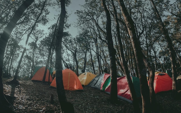 photo d'une tente de camping accompagnée d'arbres luxuriants