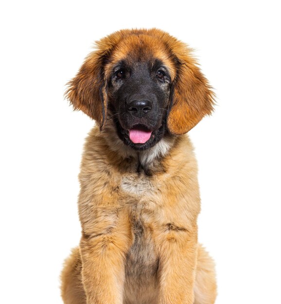 Photo une photo de tête d'un leonberg haletant isolée sur blanc